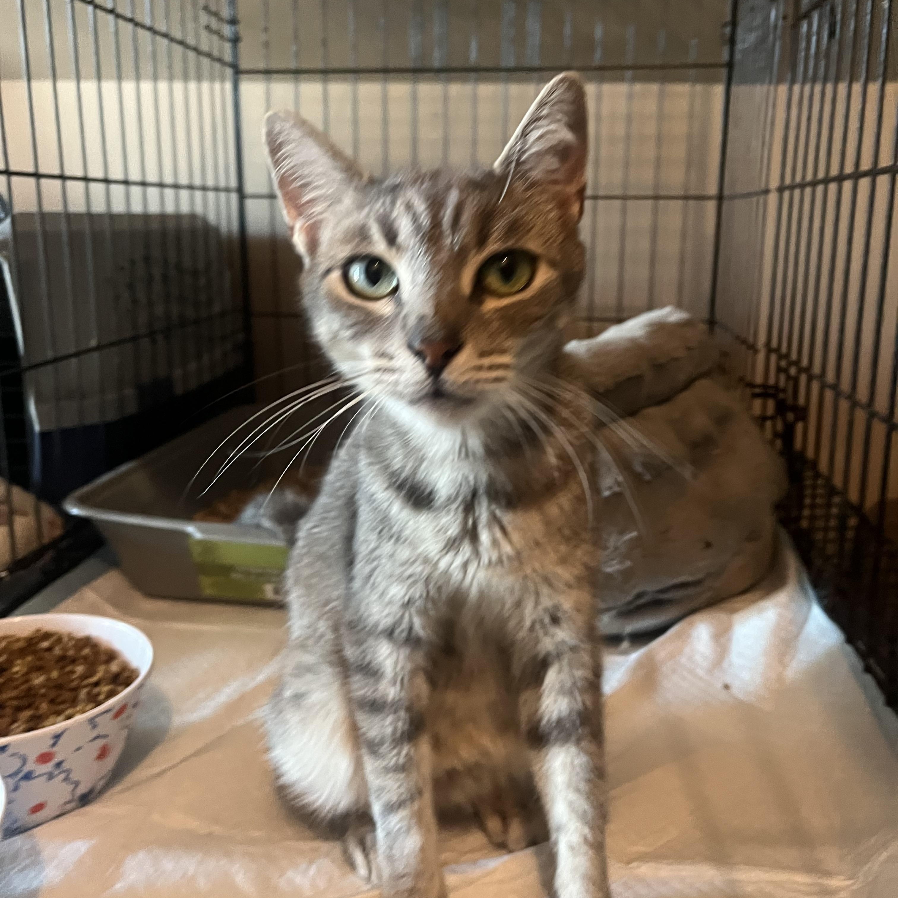 Enlarge Em, a Adoptable mixed breed in Newark valley, NY image 1/4