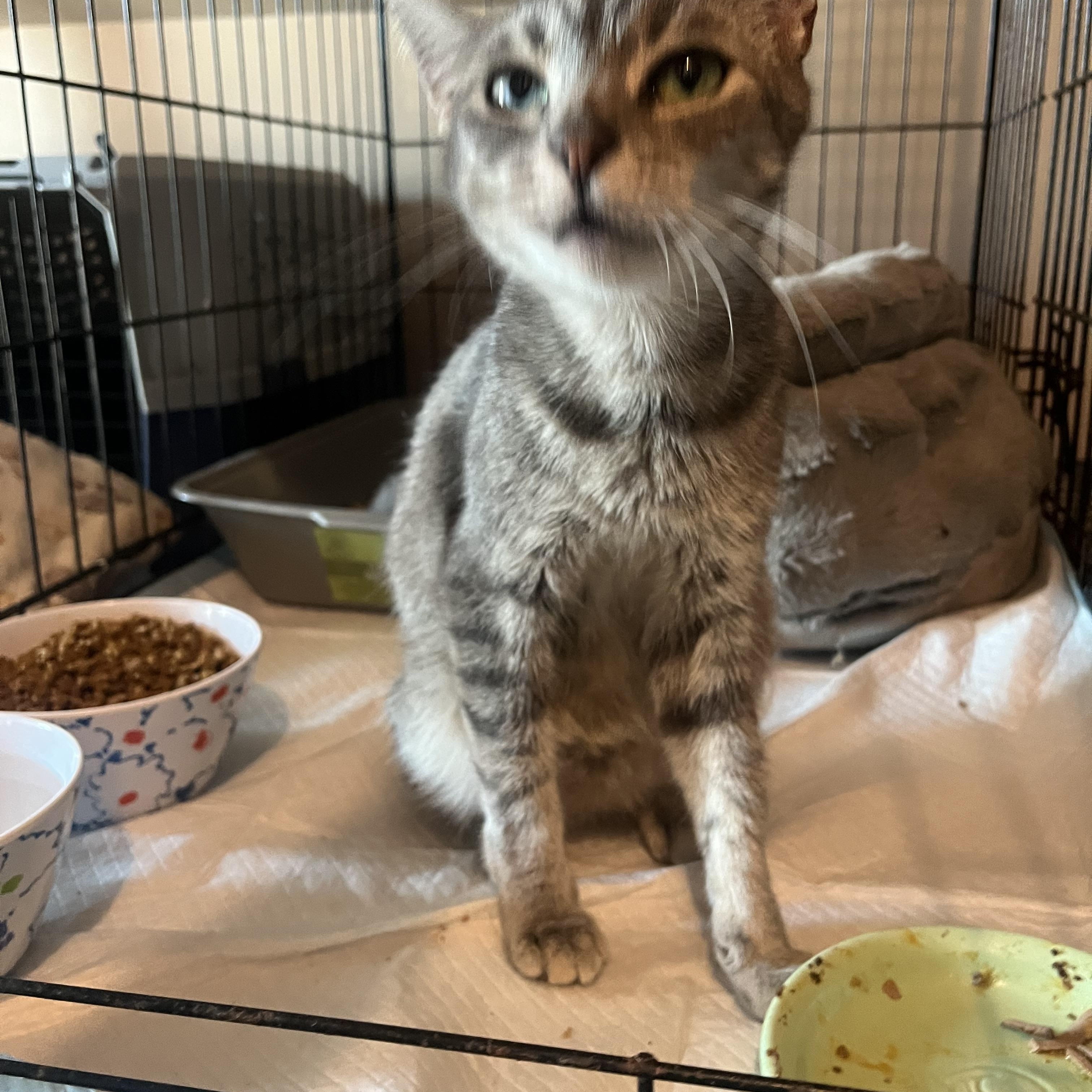 Enlarge Em, a Adoptable mixed breed in Newark valley, NY image 4/4