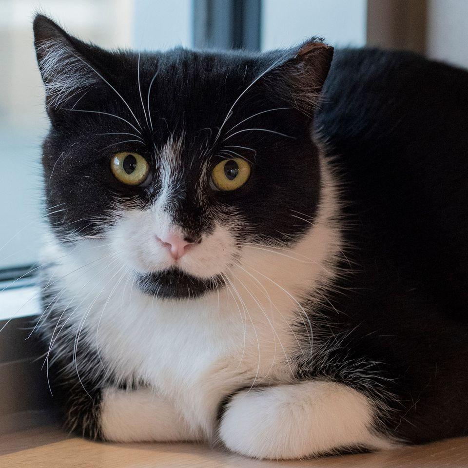 Enlarge Chirp, a Adoptable Domestic Short Hair in Pontiac, MI image 1/1