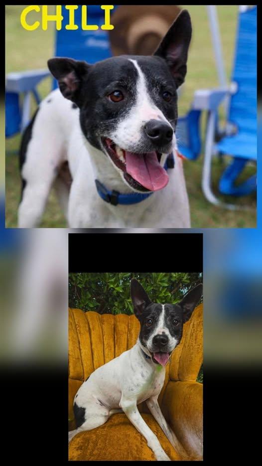 Chili, ADOPTABLE, Young Female Terrier.
