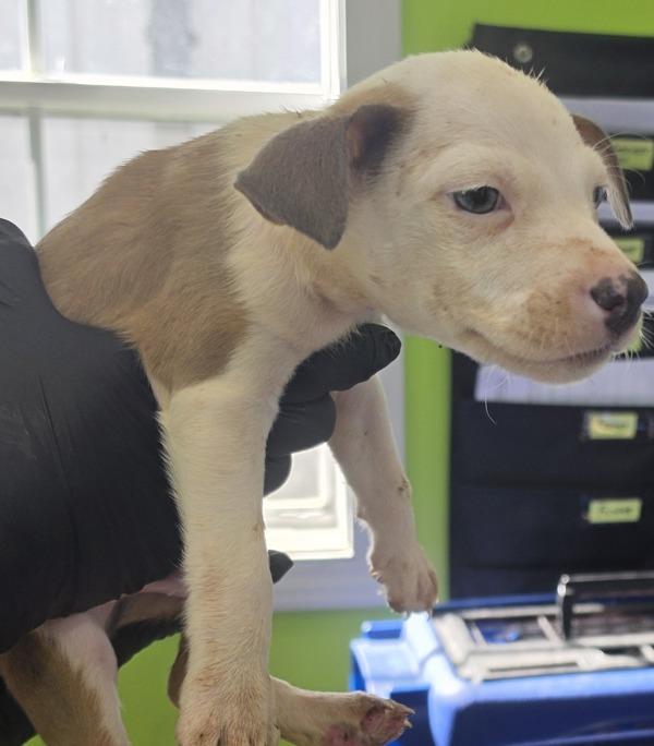 Enlarge Vincent, a Adoptable mixed breed in Cleveland, TN image 1/1