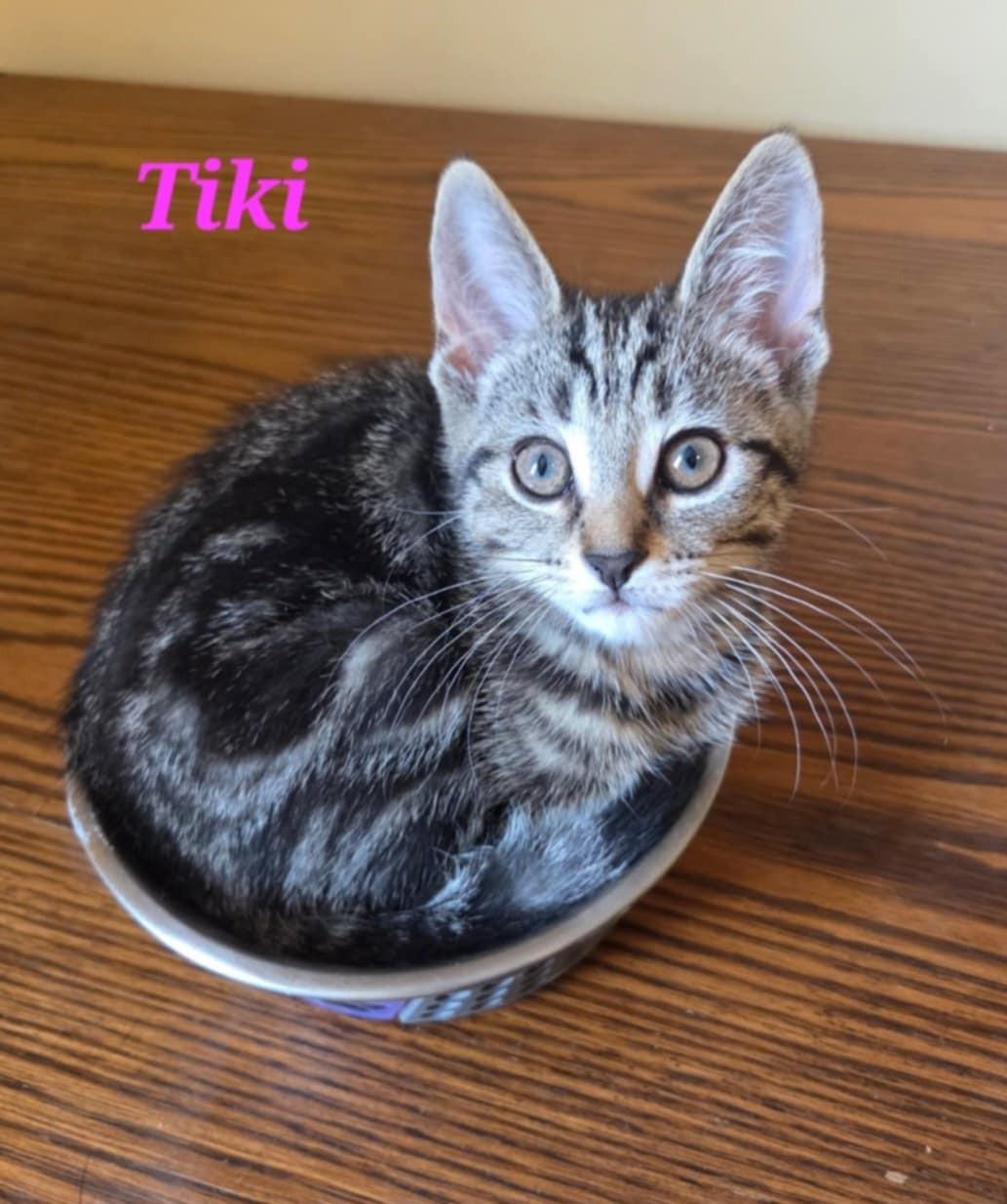 Enlarge Tiki, a ADOPTABLE Domestic Short Hair in Kitchener, ON image 1/1