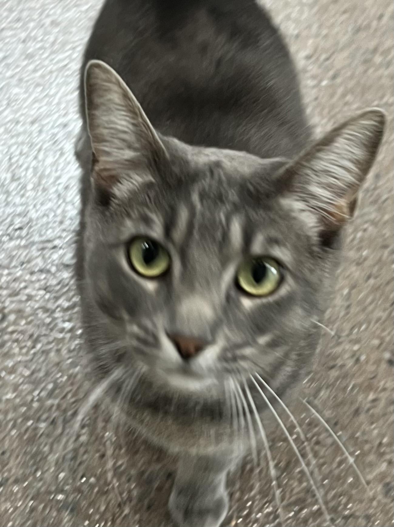Little One, an adoptable Domestic Short Hair in Sault Sainte Marie, MI, 49783 | Photo Image 1