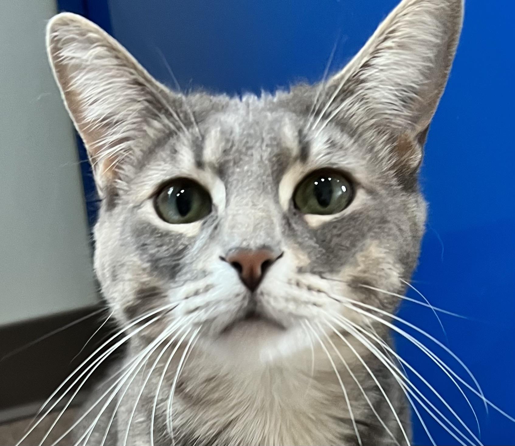 Little One, an adoptable Domestic Short Hair in Sault Sainte Marie, MI, 49783 | Photo Image 2