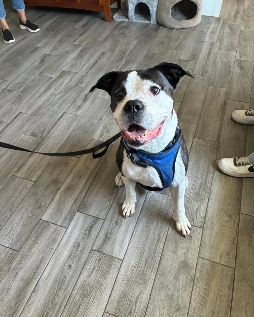 Hank, ADOPTABLE, Adult Male American Bulldog.