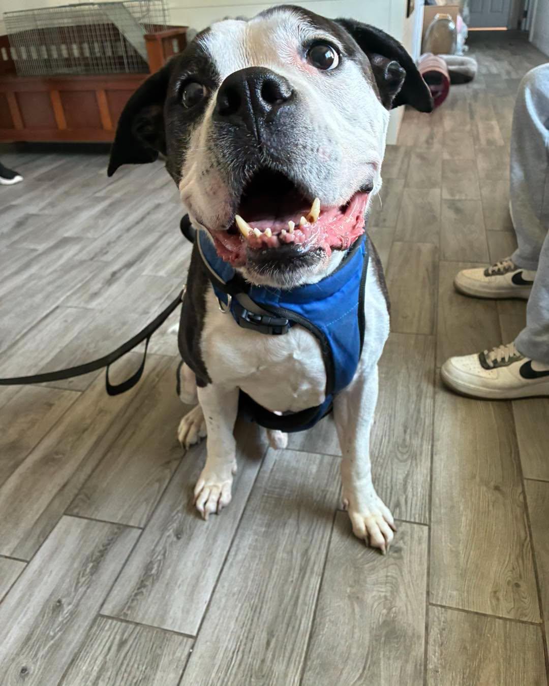 Enlarge Hank, a ADOPTABLE American Bulldog in Rock Hill, NY image 2/2