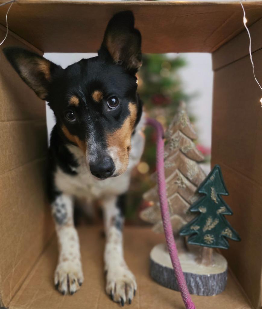 Lexie, Adoptable, Young Female Husky & Australian Cattle Dog / Blue Heeler.