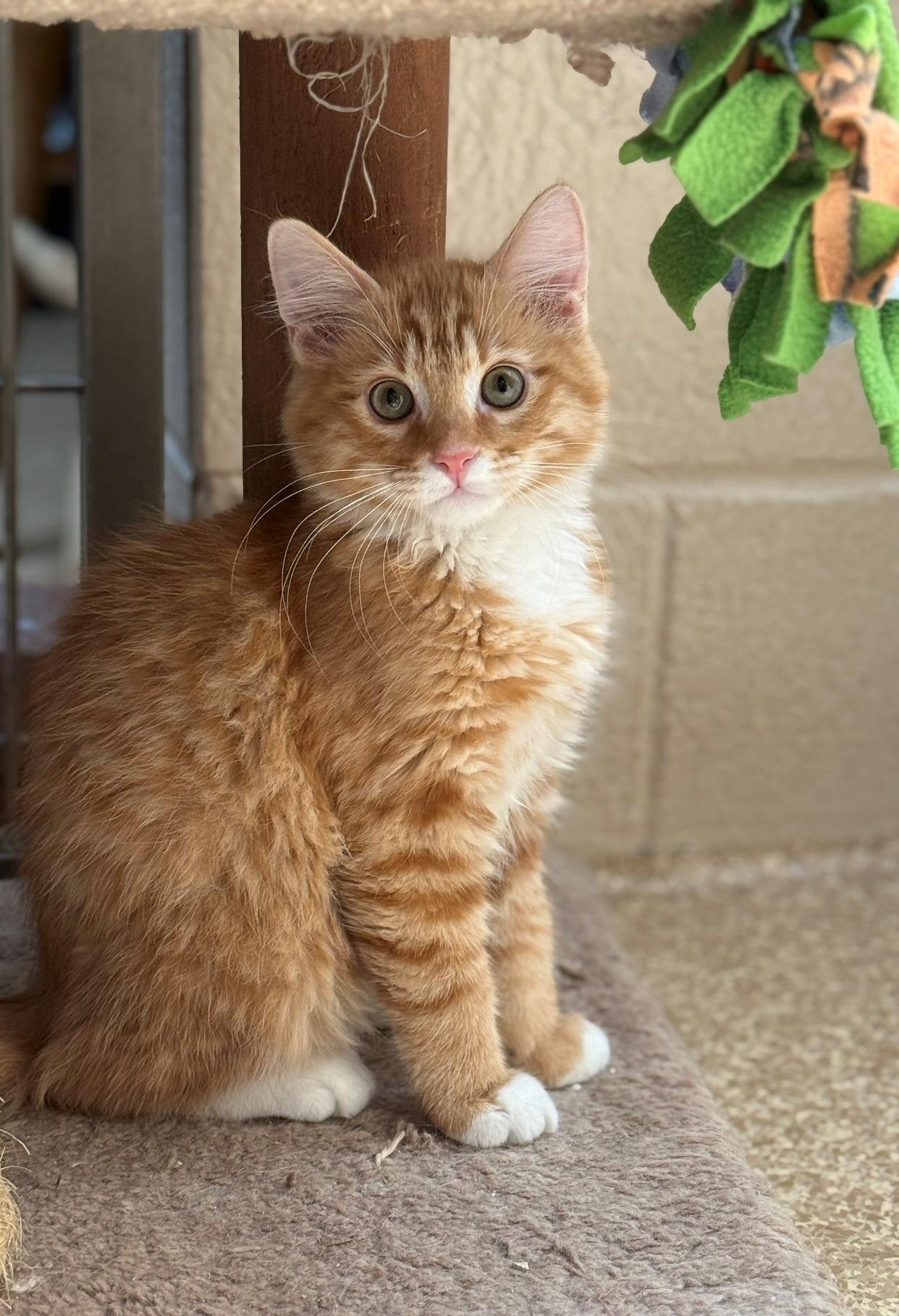 kitten