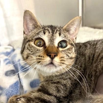 Greta, ADOPTABLE, Adult Female Domestic Short Hair & Tabby.