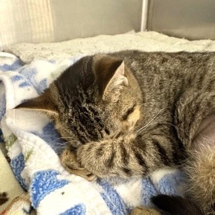 Enlarge Greta, a ADOPTABLE mixed breed in Long Beach, WA image 3/3