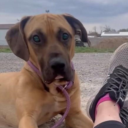 Enlarge Sam, a Adoptable mixed breed in Barrington Hills, IL image 3/3