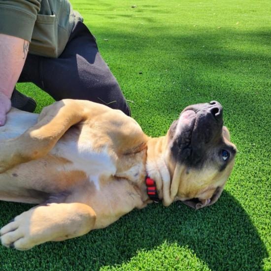 Enlarge Sam, a Adoptable mixed breed in Barrington Hills, IL image 2/3