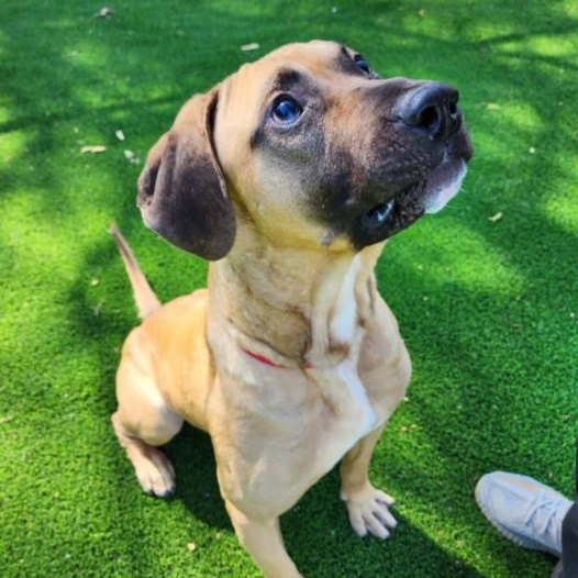 Enlarge Sam, a Adoptable mixed breed in Barrington Hills, IL image 1/3