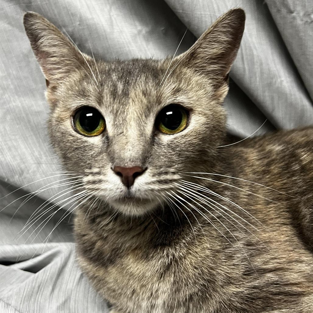 Silver, a Adoptable Domestic Short Hair in Raleigh, NC image 1/5