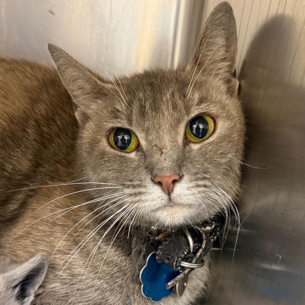 Silver, a Adoptable Domestic Short Hair in Raleigh, NC image 2/5