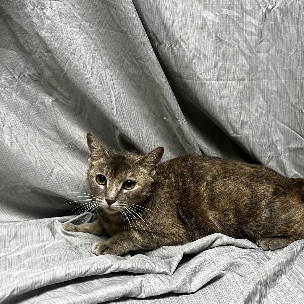 Silver, a Adoptable Domestic Short Hair in Raleigh, NC image 3/5