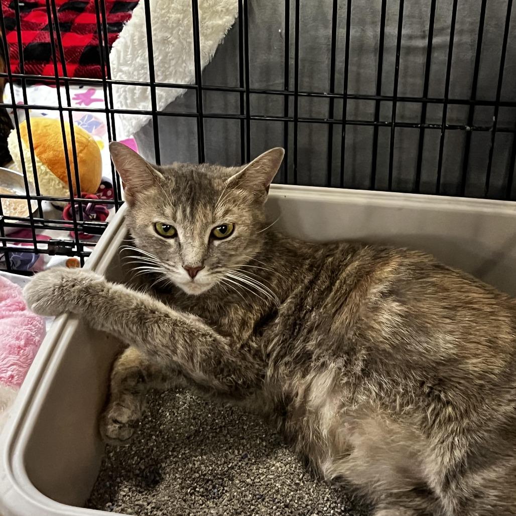 Silver, a Adoptable Domestic Short Hair in Raleigh, NC image 4/5