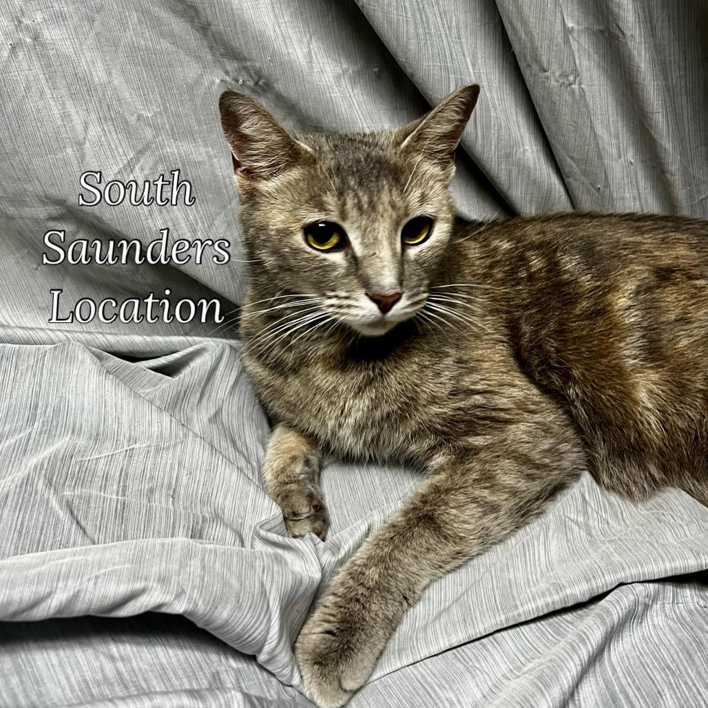 Silver, a Adoptable Domestic Short Hair in Raleigh, NC image 5/5
