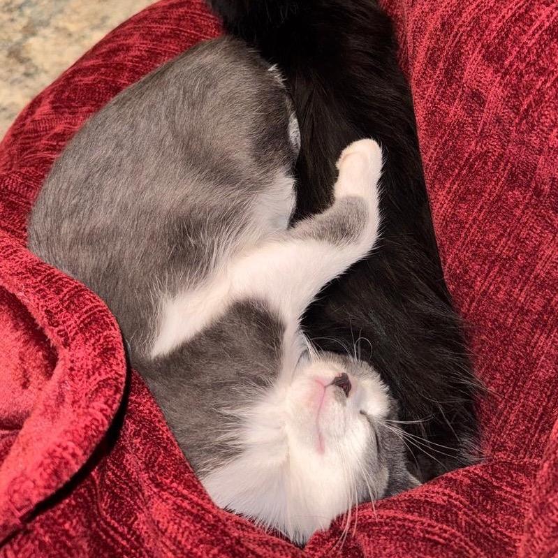 Foufa — thumbnail 2