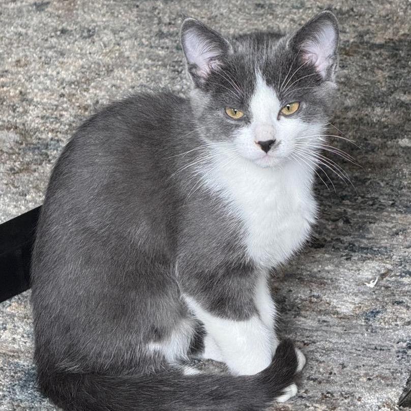 Foufa — thumbnail 3