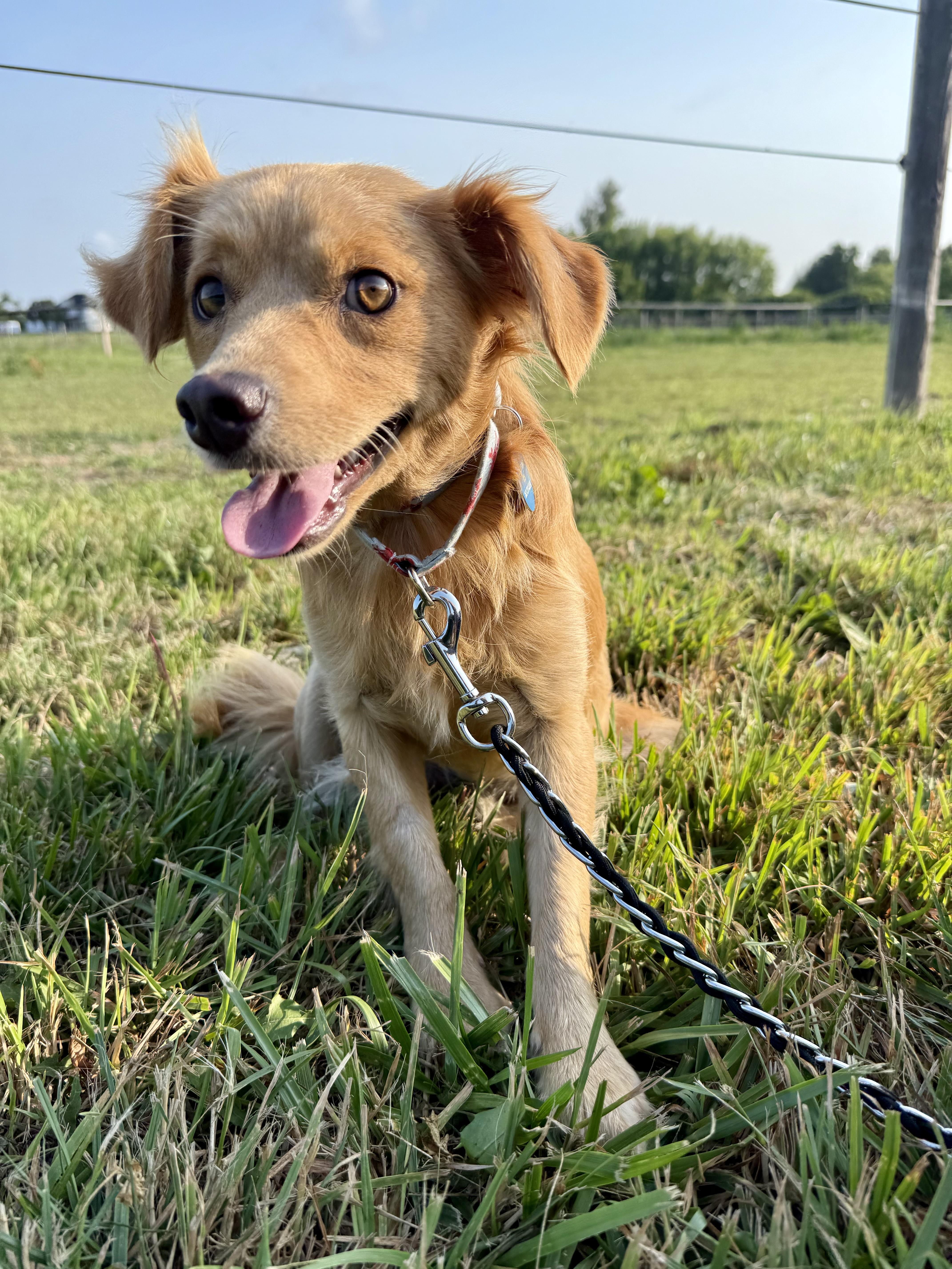 Enlarge Butters, a Adoptable mixed breed in Waukesha , WI image 1/2