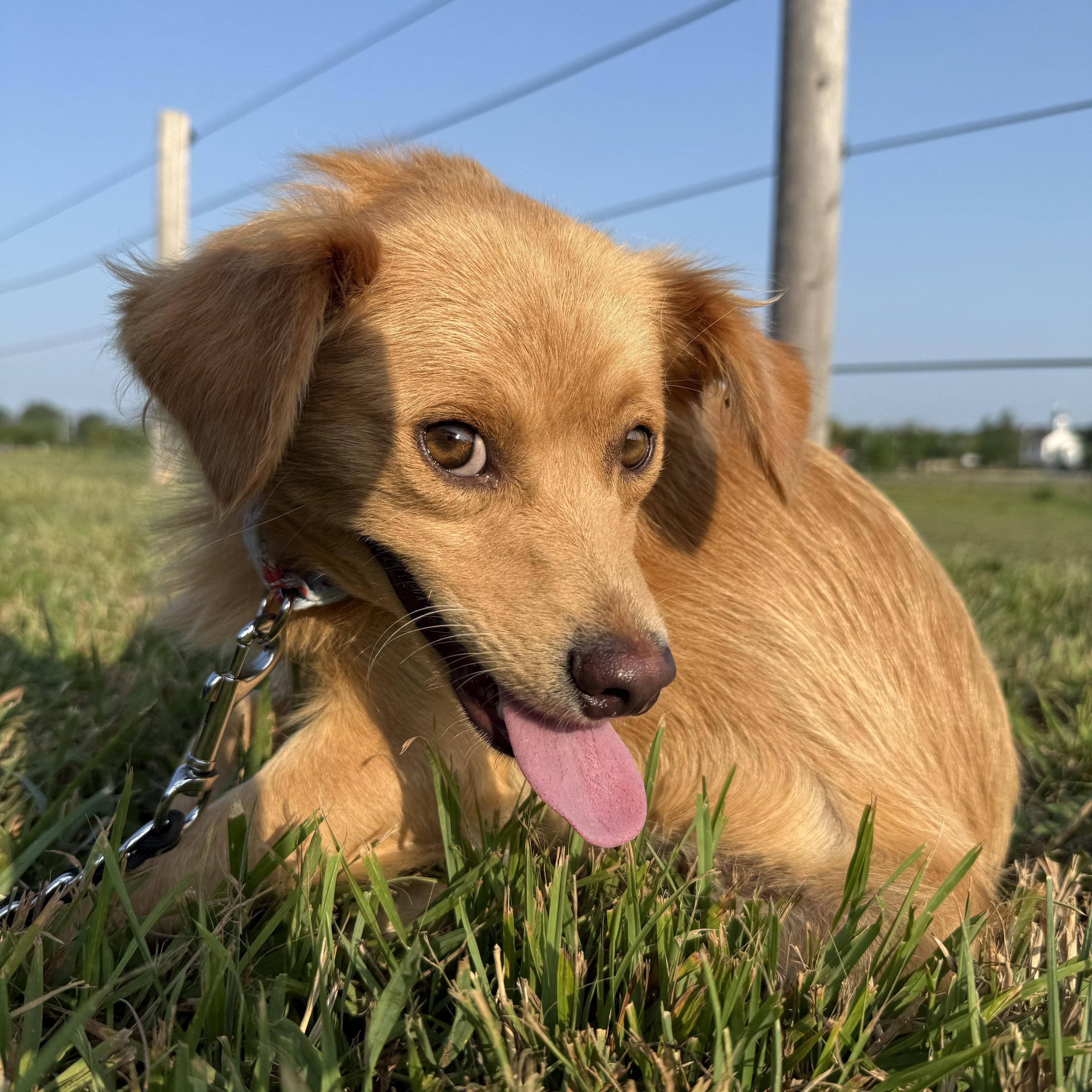 Enlarge Butters, a Adoptable mixed breed in Waukesha , WI image 2/2