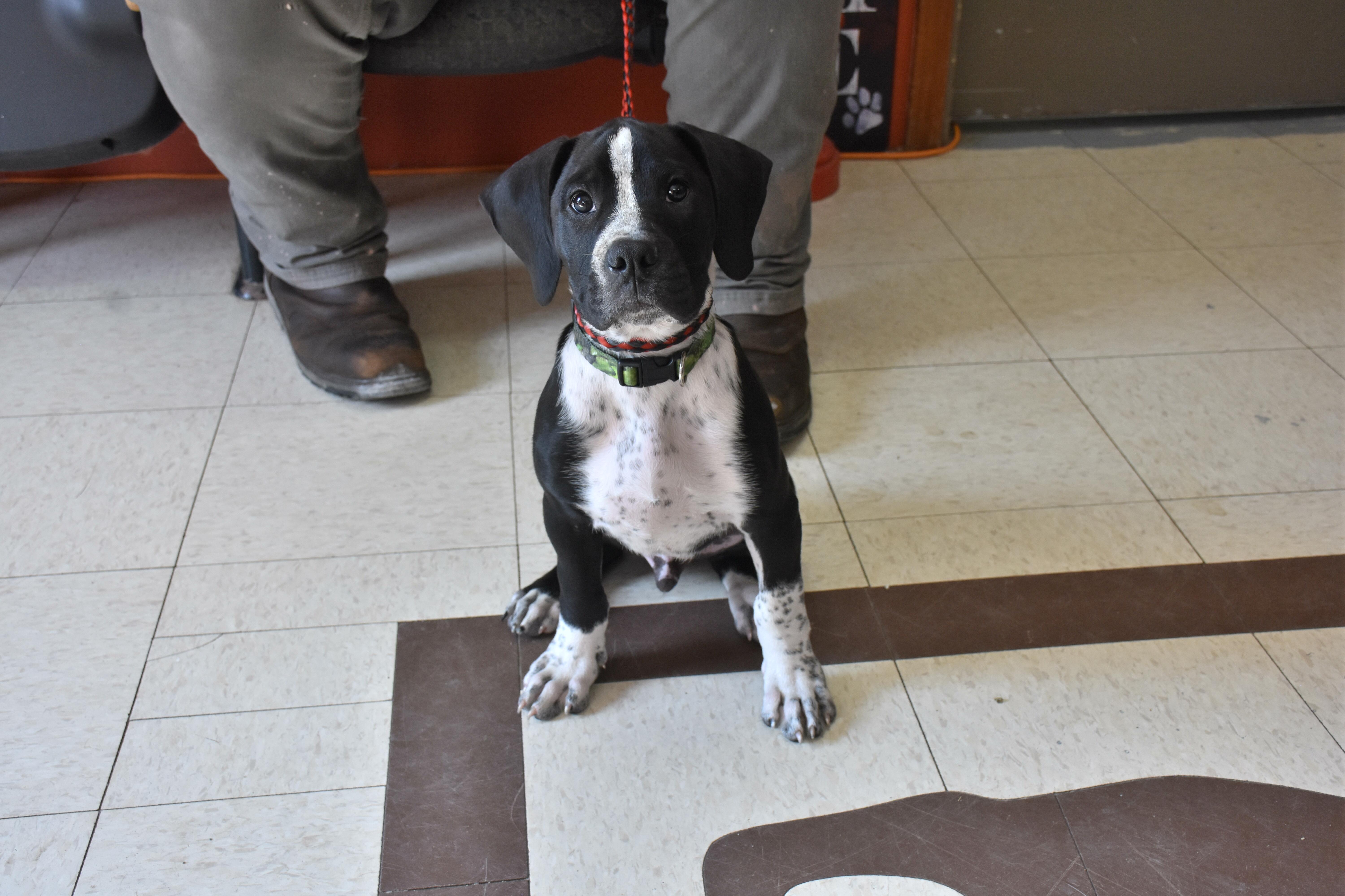 Fat Boy, Adoptable, Puppy Male Hound.