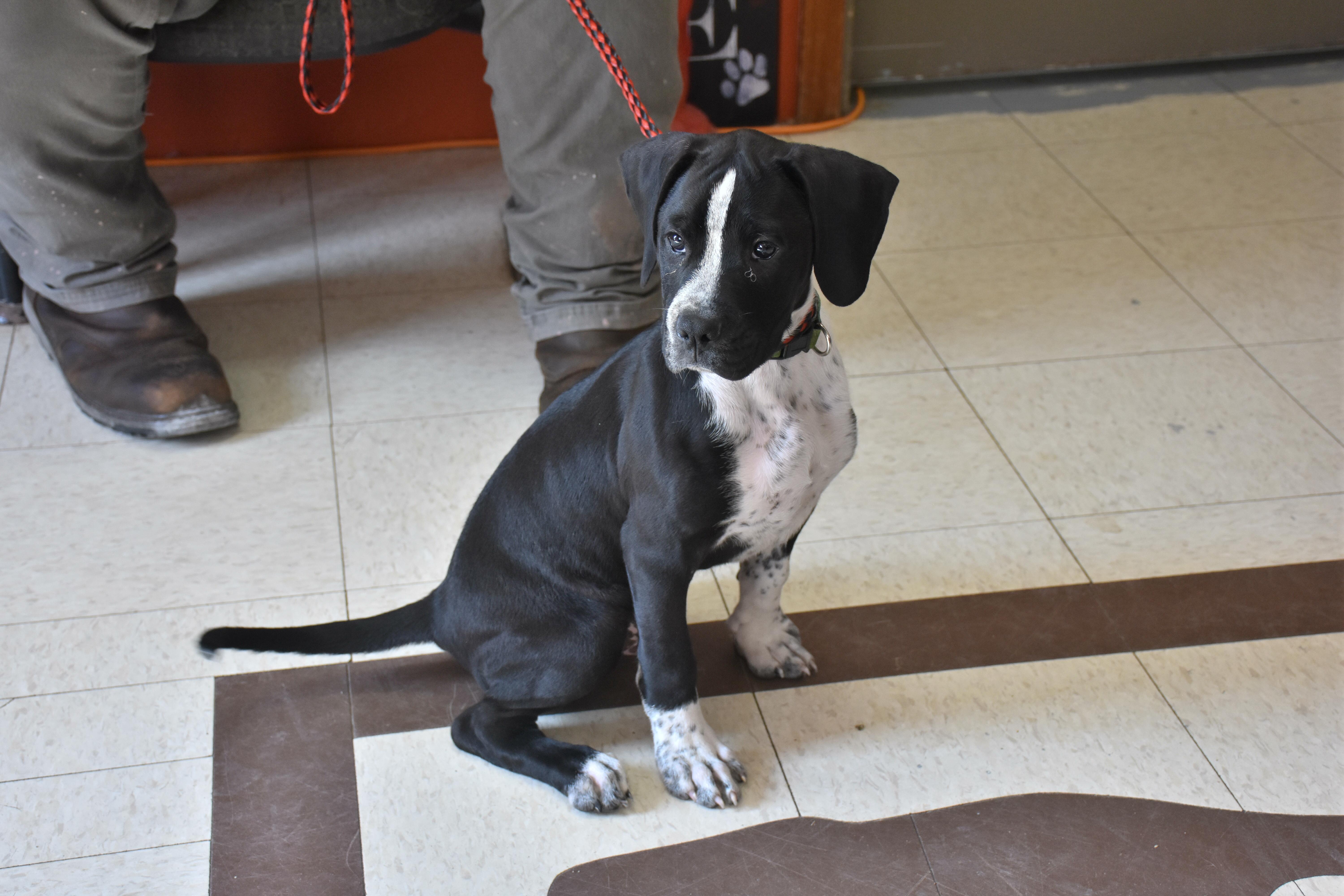 Enlarge Fat Boy, a Adoptable mixed breed in North Judson, IN image 2/2