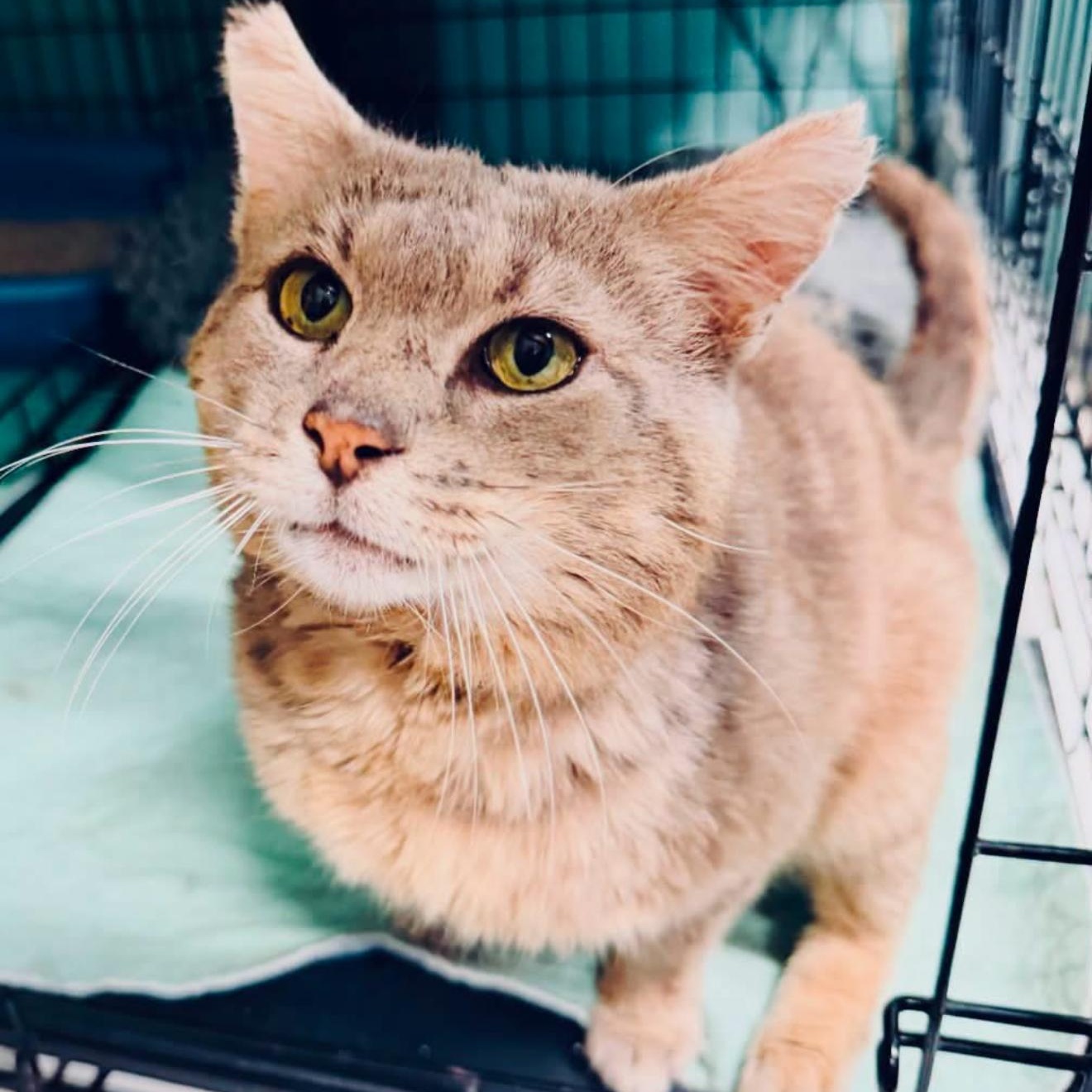 Enlarge Jefferson, a Adoptable Domestic Short Hair in DuBois, PA image 1/1