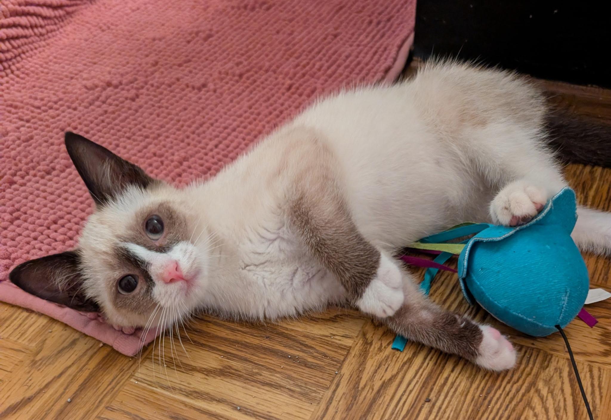 SHAMU, adopted, Kitten Male Siamese.