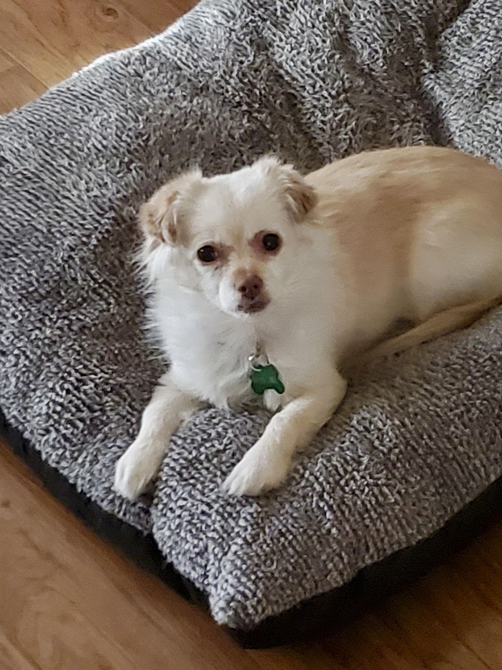 PuffPuff, Adoptable, Adult Female Pomeranian & Chihuahua.