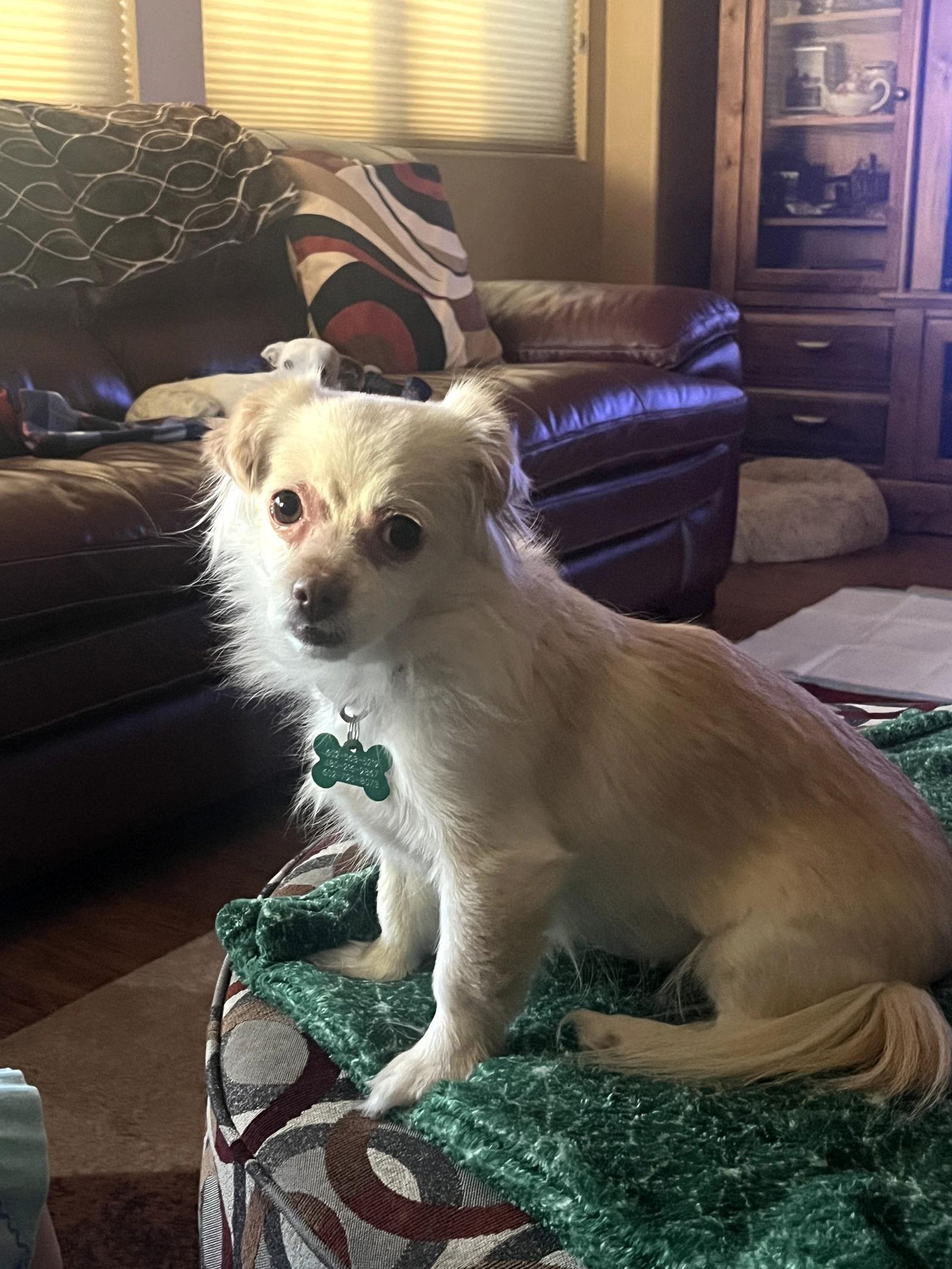 Enlarge PuffPuff, a Adoptable mixed breed in Glendale, AZ image 2/3