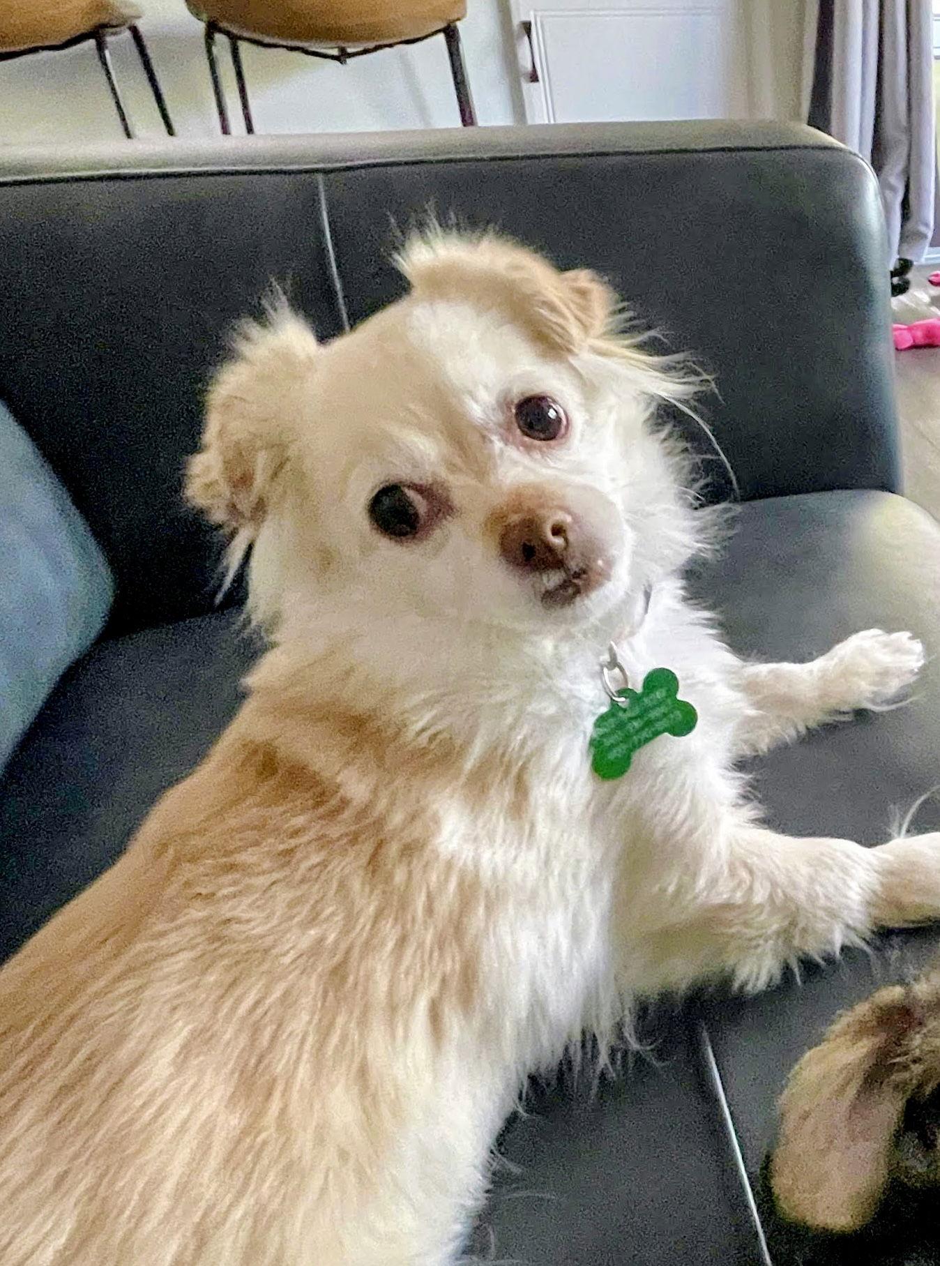 Enlarge PuffPuff, a Adoptable mixed breed in Glendale, AZ image 2/3