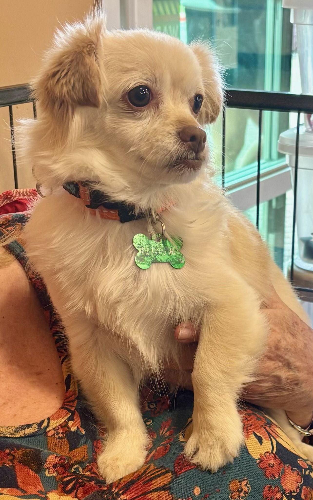 Enlarge PuffPuff, a Adoptable mixed breed in Glendale, AZ image 3/3