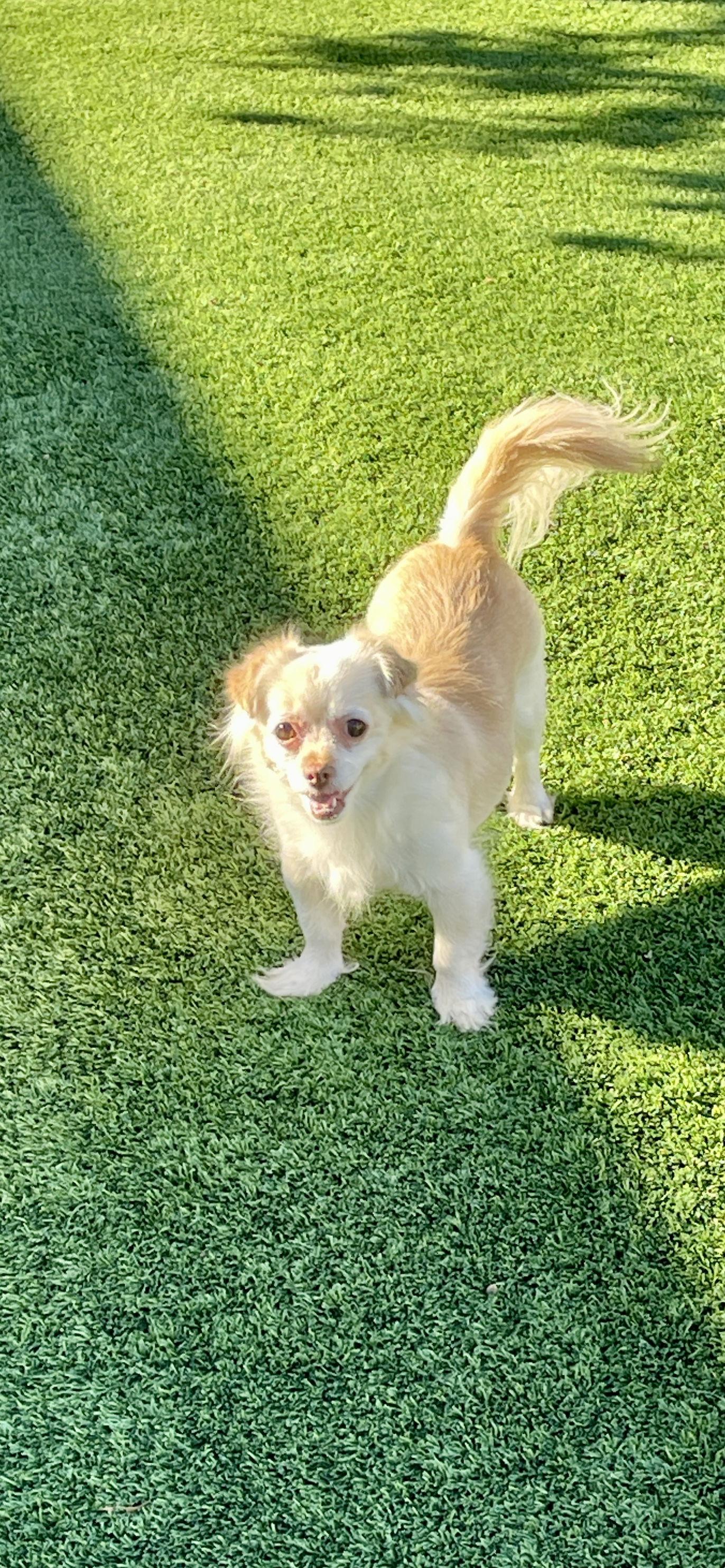 Enlarge PuffPuff, a Adoptable mixed breed in Glendale, AZ image 3/3