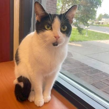 Tabitha, Adoptable, Adult Female Domestic Short Hair.