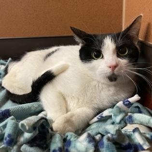 Enlarge Tabitha, a Adoptable Domestic Short Hair in Rochester, MN image 3/3