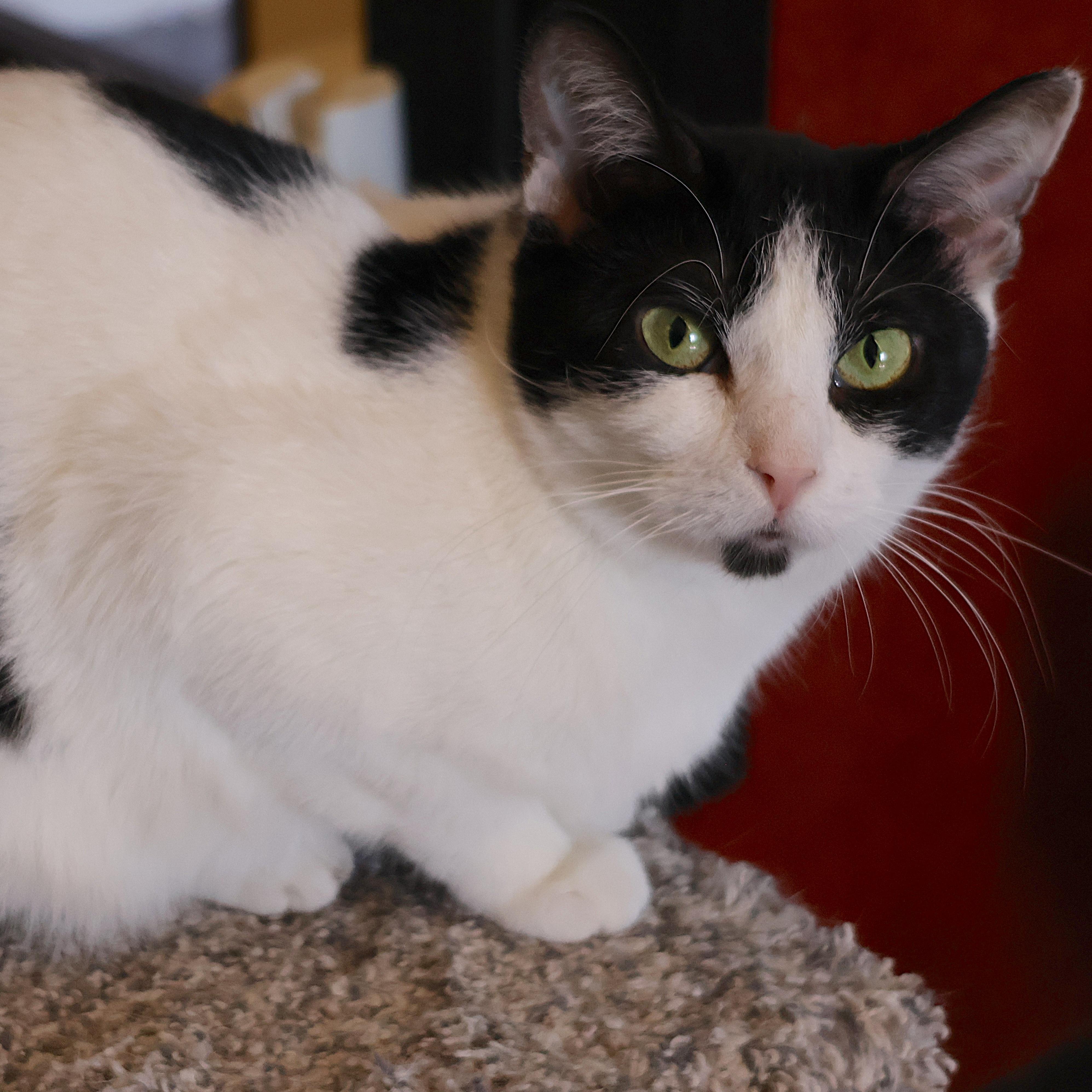 Enlarge Tabitha, a Adoptable Domestic Short Hair in Rochester, MN image 1/3