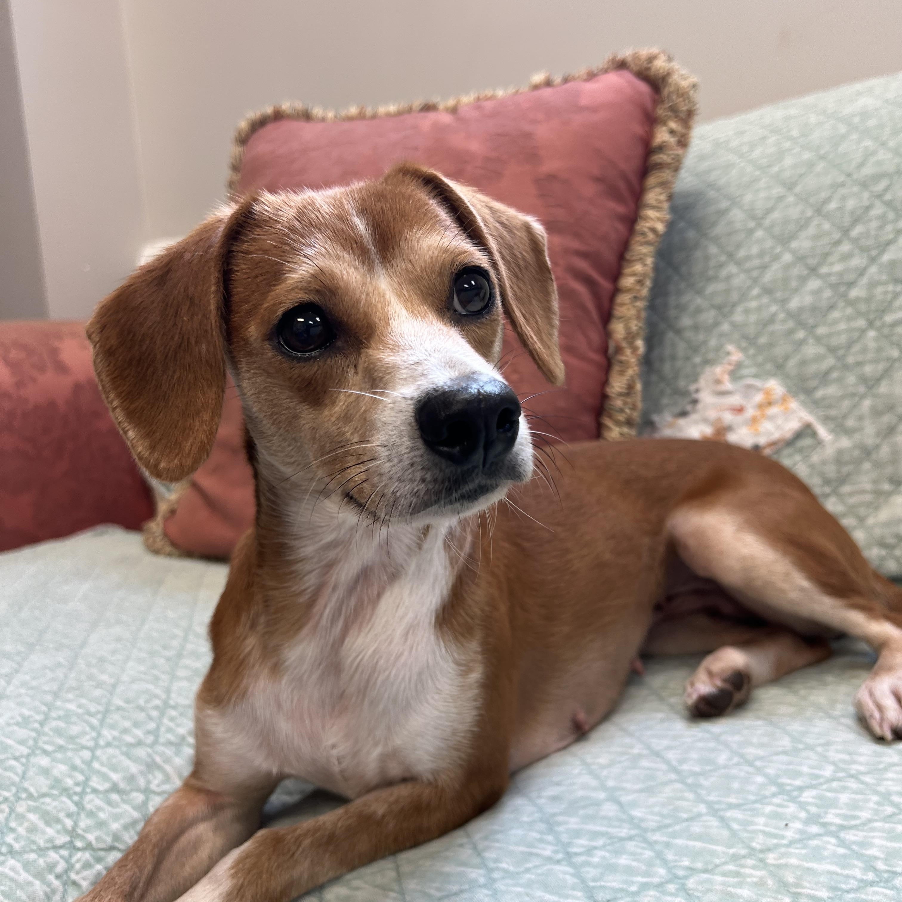 Sofia, Adoptable, Young Female Chihuahua.