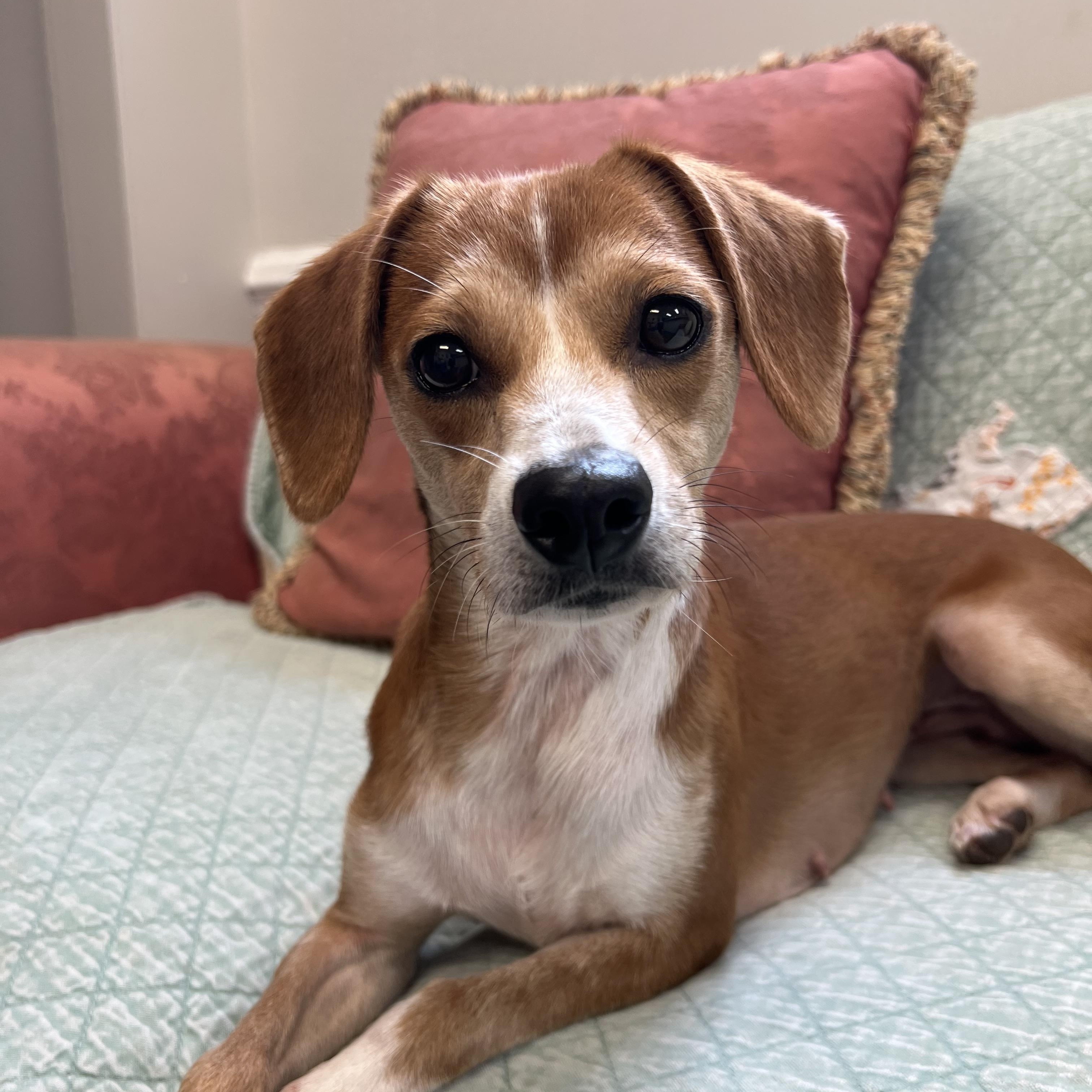 Enlarge Sofia, a Adoptable mixed breed in Marietta, GA image 3/3