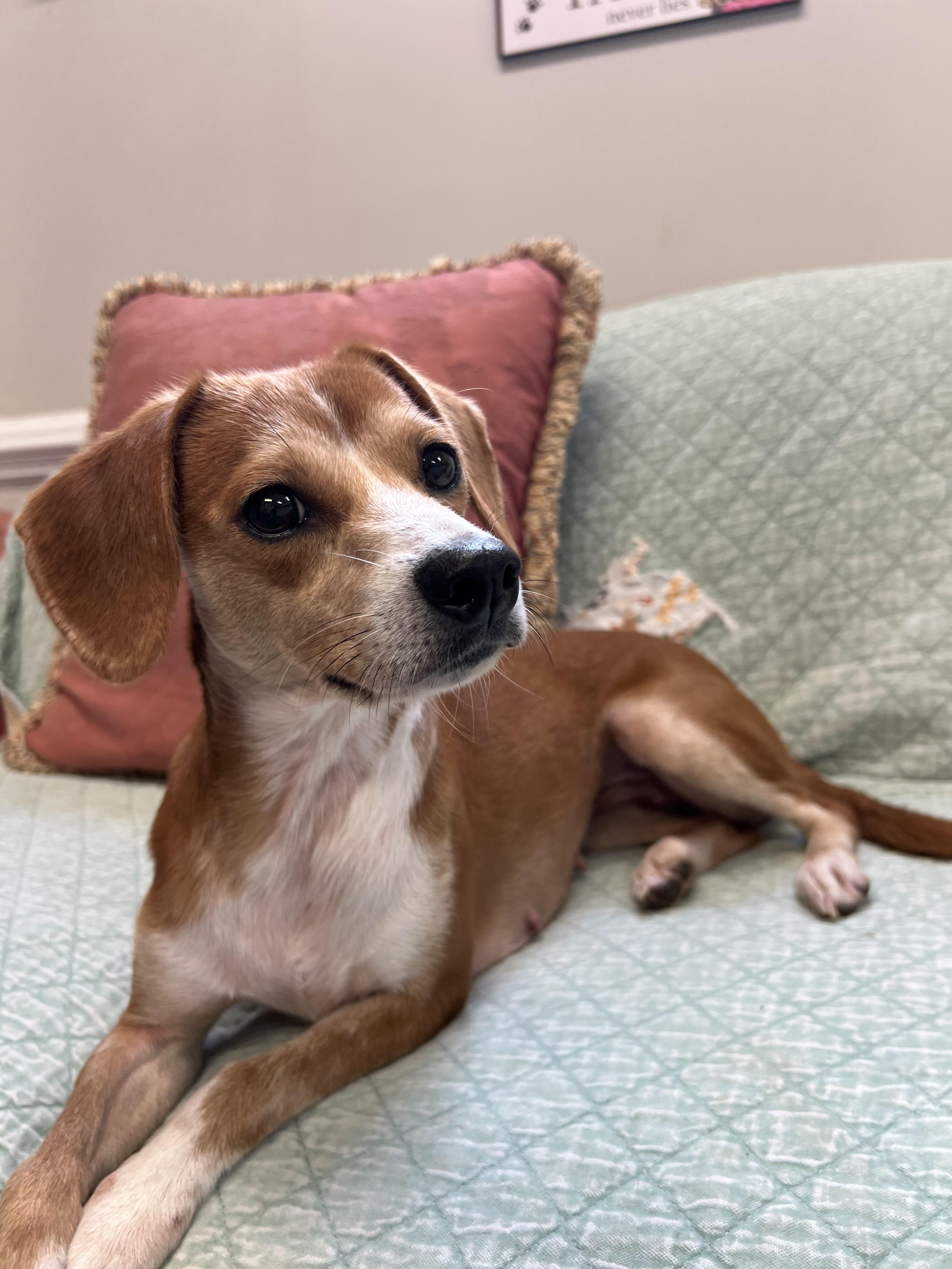 Enlarge Sofia, a Adoptable mixed breed in Marietta, GA image 2/3
