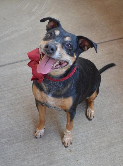 Mocha, Adoptable, Adult Female Mixed Breed.