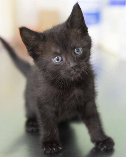 Casey, adopted, Kitten Male Domestic Short Hair & American Shorthair.