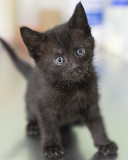 Casey, an adopted mixed breed in Bedford, IN image 3/3