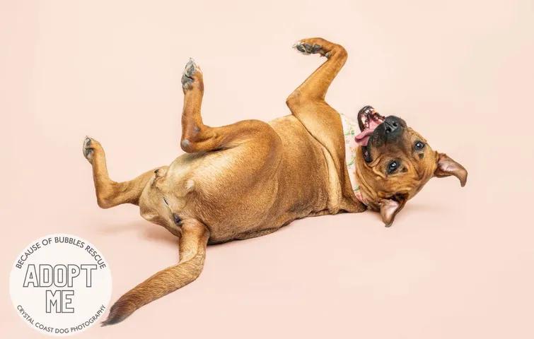 Enlarge Blossom, a Adoptable mixed breed in Vanceboro , NC image 6/6