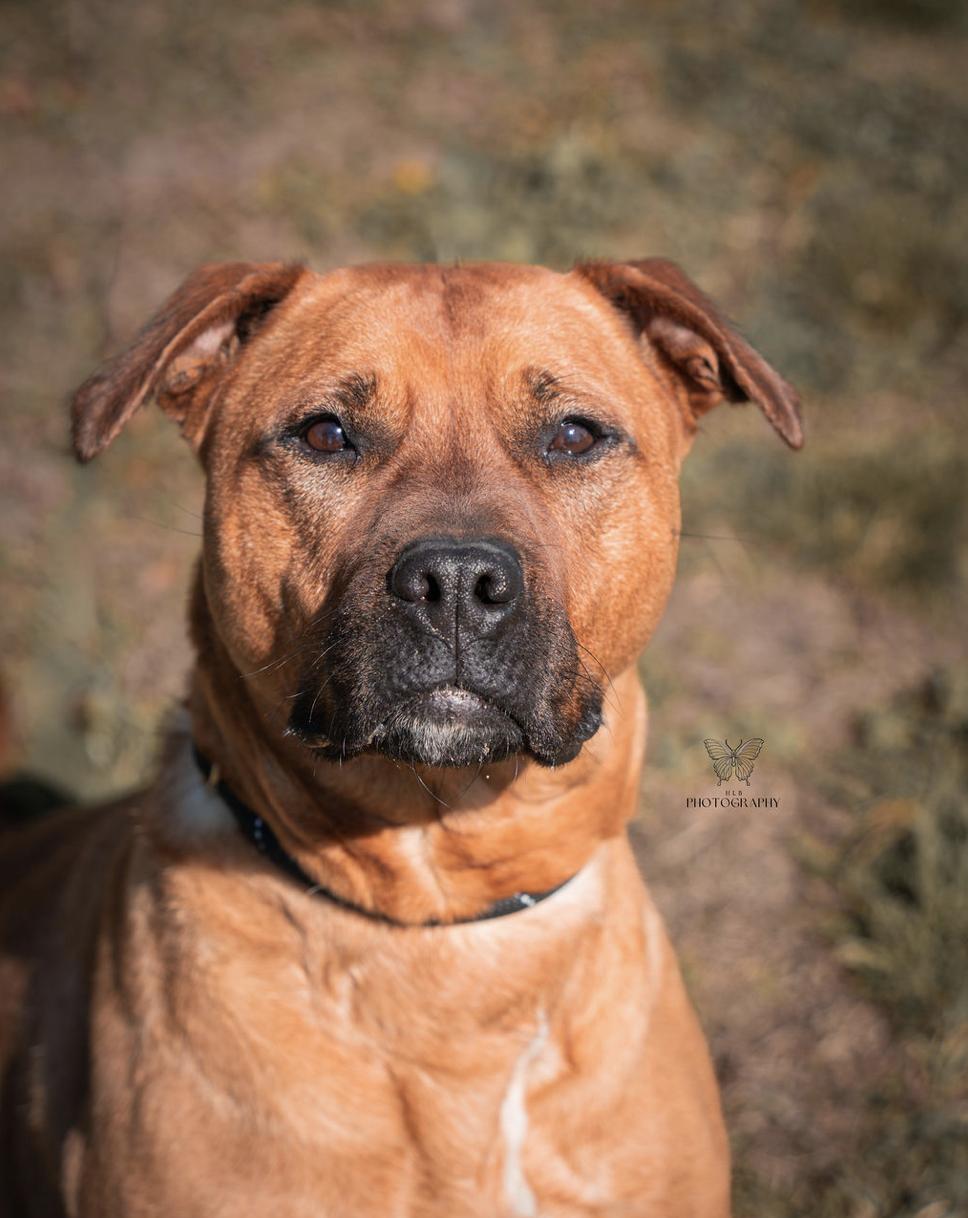 Enlarge Blossom, a Adoptable mixed breed in Vanceboro , NC image 4/6