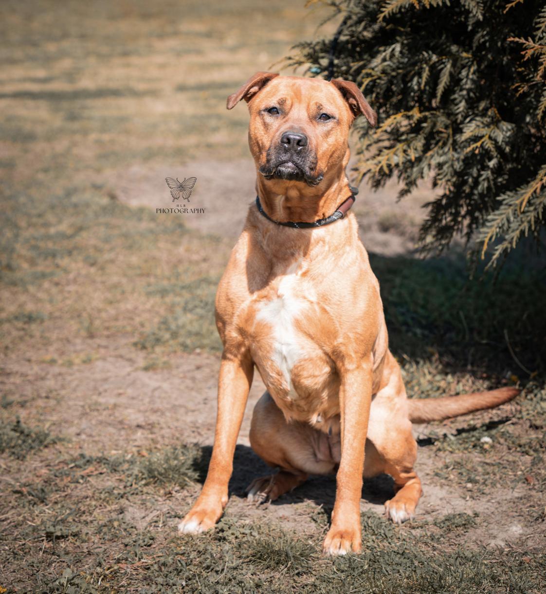 Enlarge Blossom, a Adoptable mixed breed in Vanceboro , NC image 3/6