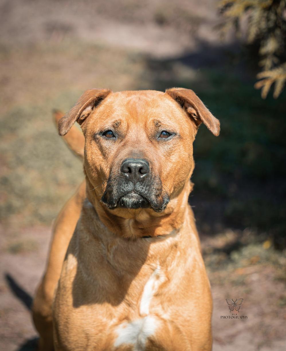 Blossom, Adoptable, Adult Female Pit Bull Terrier.