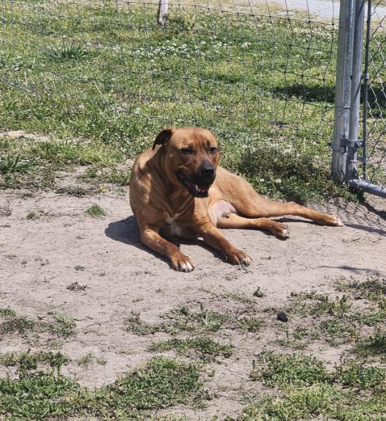 Enlarge Blossom, a Adoptable mixed breed in Vanceboro , NC image 2/6