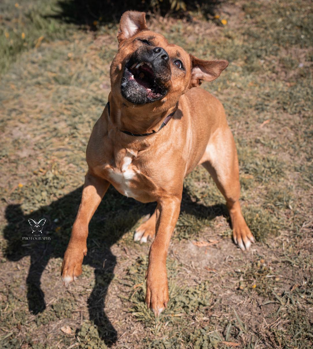 Enlarge Blossom, a Adoptable mixed breed in Vanceboro , NC image 5/6